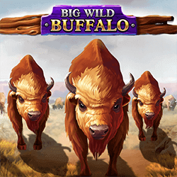 Wild Buffalo